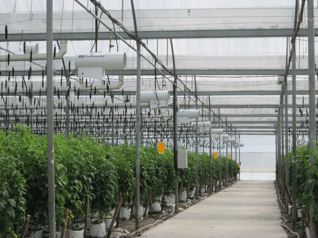 hortioriente (Mediana)